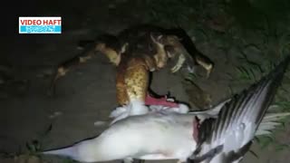 خرچنگی که مرغ دریایی شکار می‌کند