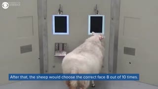 توانایی تشخیص چهره در گوسفندان ، موجب شگفتی دانشمندان شد!