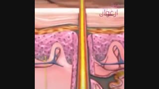 ساختمان مو ( قسمت دوم )
