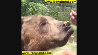 تغذیه خرس قهوه ای از عسل طبیعی