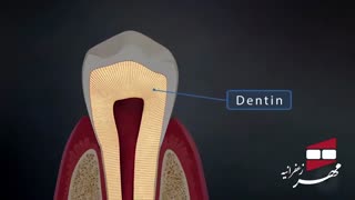 انیمیشن آناتومی دندان | کلینیک دندانپزشکی مهر زعفرانیه