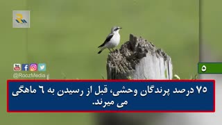 15 تا از شگفت انگیز ترین واقیعت های که قطعاً نمیدانستید