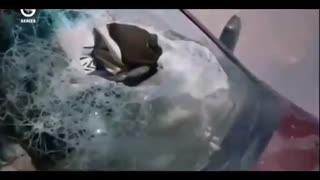 دانلود قسمت 70 کاخ نشینان - کامل و دوبله