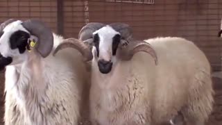 پیرمرد مهربان مزرعه داره