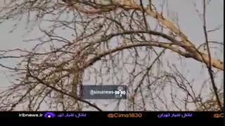وضعیت نگران کننده ی درختان چنار خیابان ولیعصر تهران