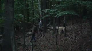 فیلم It Comes at Night 2017- شب هنگامی می آید که