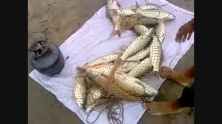 اموزش ماهیگیری