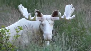 عظمت خلقت الهی در زیبایی گوزن سفید( اگر دوستان شاخهای گوزن را بتوانند بشمارند جایزه باید بگیرند اینجانب که نتوانستم)