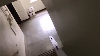 حمله دو گراز وحشی به مدرسه ای در ژاپن