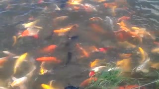 پرورش ماهیان زینتی