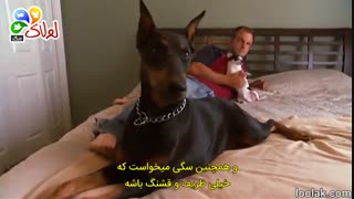 سگ دوبرمن و هرچی که لازمه بدونید