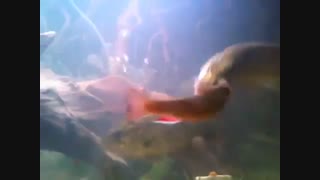 اردک ماهی باز هم ماهی خورد