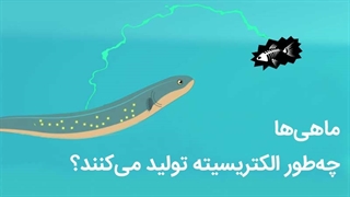 ماهیها چهطور الکتریسیته تولید میکنند؟