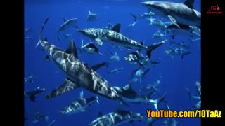 ده تا از خطرناک ترین سواحل جهان