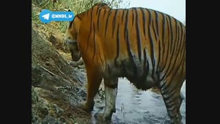 مستند تایلند بهشتی استوایی با دوبله فارسی - قسمت 2