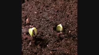 تاثیر هورمون اکسین بارافشان بر گیاه