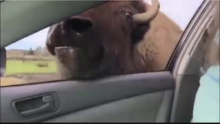 تقابل انسان و بوفالو 18+