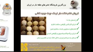کارآفرینی و جوجه کشی سودآور و تضمینی با تخم اردک نطفه دار تازه و مرغوب juje.ir