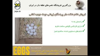 راندمان بالای جوجه کشی با خرید تخم نطفه دار پرندگان زینتی از juje.ir