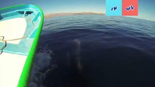 نهنگ درون آب دریا