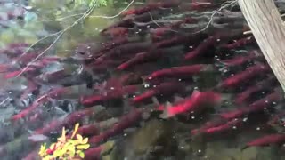 گروه میلیونی قزل الا که همان سالمون است