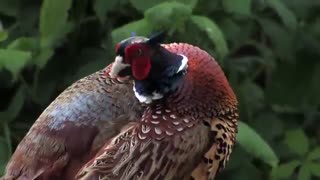 هر حیوانی هم به دوست نیاز دارد فکر کنم این پرنده زیبا دوستش را گم کرده که صدا می کند و سرگردان است