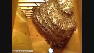 موم بافی زنبور عسل