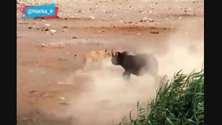 مبارزه یک کرگدن با چند شیر