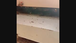 زنبور عسل در حال جمع آوری گرده گل