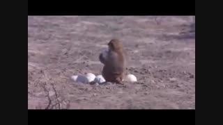 فیلم تخم شترمرغ دزدی