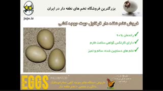 جوجه کشی قرقاول با خیال راحت با خرید تخم نطفه دار سالم و 100% تضمینی