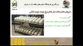 جوجه کشی راحت از شتر مرغ با خرید تخم نطفه دار سالم و تازه