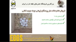 تخم نطفه دار پرندگان زینتی، کاملا تضمین شده در درصد بازدهی بالا