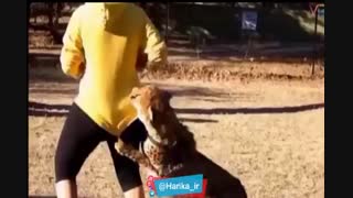 حمله حیوانات به انسان