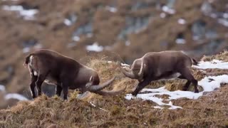 زیباترین بزغاله های جهان در کوهستان  گاهی با هم شاخ به شاخ هم می شوند