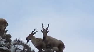 فیلم بزهای وحشی کوهستان