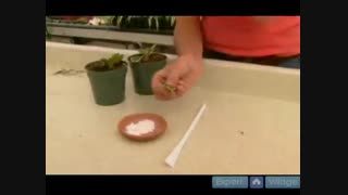 توصیه هایی برای گیاهان داخل منزل