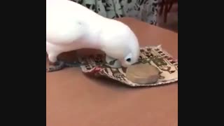 طوطی نمازخون