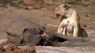 فیلم مستند حیات وحش افریقا  hd