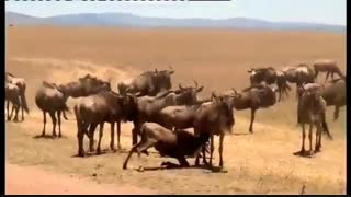 فیلم مستند حیات وحش افریقا  hd