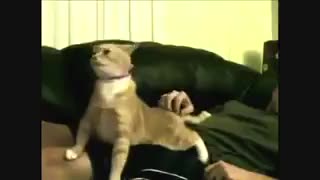 دابسمش با گربه