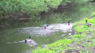 اردکهای بسیار زیبا به اب می پرند