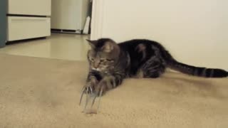 گربه ابر قهرمان (ولورین)