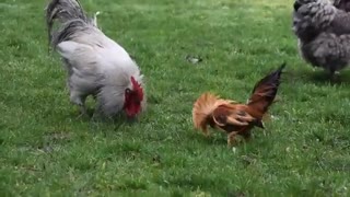 جنگ بسیار دیدنی زیباترین خروسها با کیفیت hd