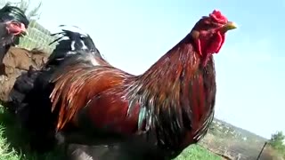 ویدئوی زیباترین خروسهای علفخوار در چمنزار و خوردن و بانگ  زیبایشان با کیفیت  hd