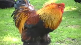 خروس چاق و گوشتی