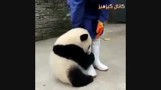 دکتر رادا 7: طنز: استاد ، جان من  نمره بده پاس شم. راز بقا:)