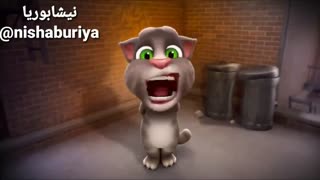 جواب دندان شکن  گربه هایی که بهشون میگن مجید