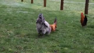 جنگ و دعوای خروس