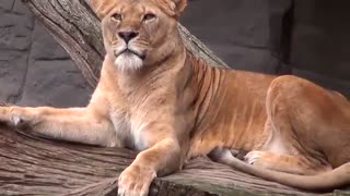 باغ وحش هامبورگ